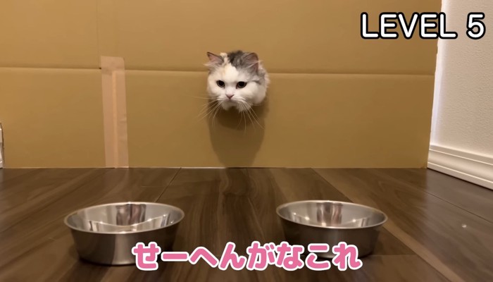 せーへんがな