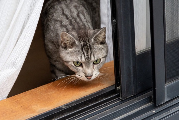 窓の外が気になる猫