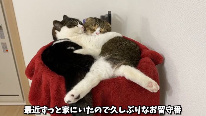 くっついて寝る猫