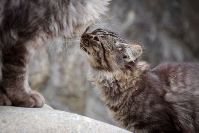 母猫の鳴き声を聞いている子猫