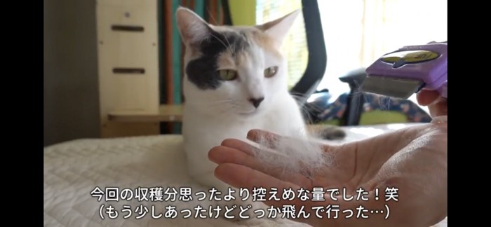 自分の抜け毛を見つめる猫