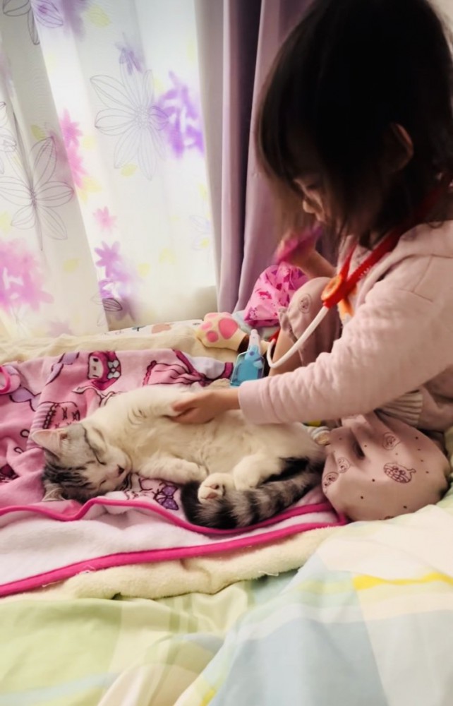 ベッドの上でお医者さんごっこをする女の子とマンチカン