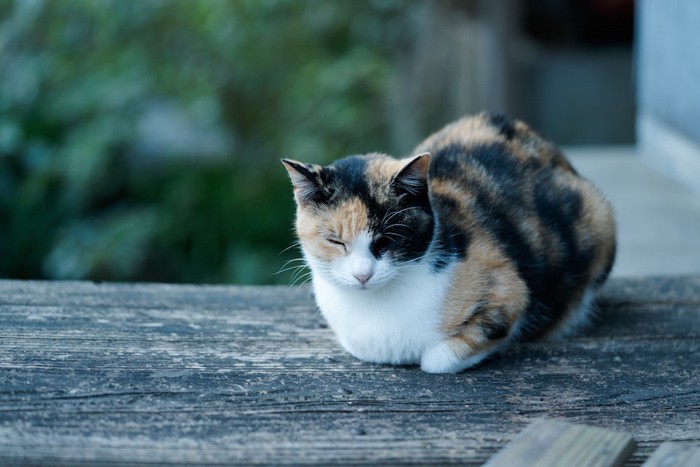 ベンチの上で眠る三毛猫