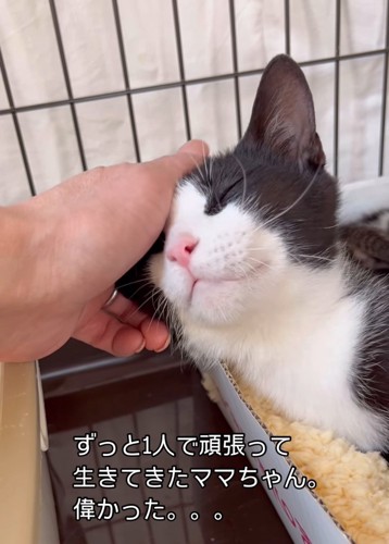 なでられる猫