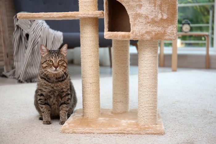 キャットタワーの横で座っている猫