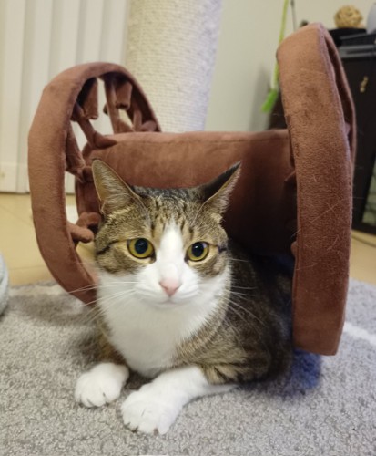 キジ白猫の『ちょこ先輩』と“後輩”のぬいぐるみ