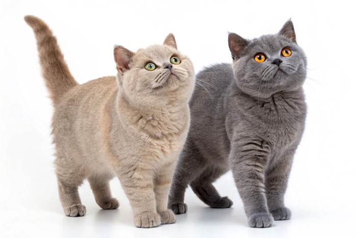 並んで立つ毛色と目の色が異なる2匹のブリティッシュショートヘアの子猫