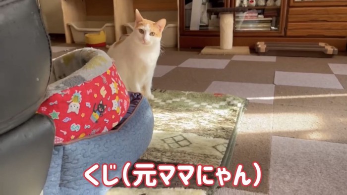 正面を向く猫