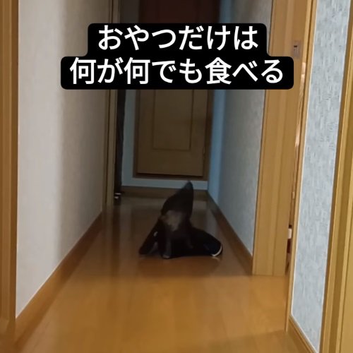 ネットの中に入った猫