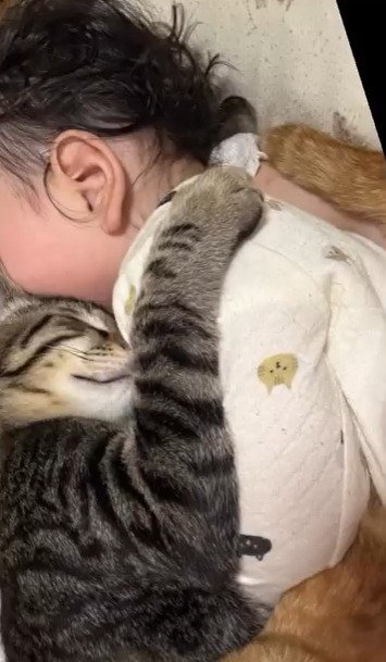 赤ちゃんに顔をうずめる子猫