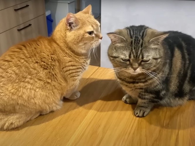 2匹の猫