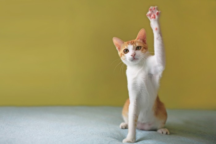 座って片手をあげる猫