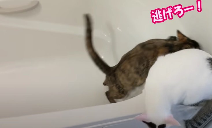 一目散に逃げる猫