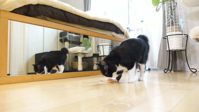 ネズミで遊ぶチコちゃん1