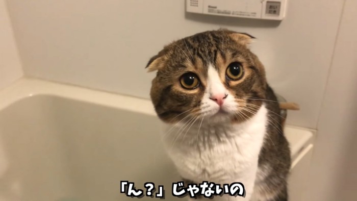 飼い主さんを見る猫