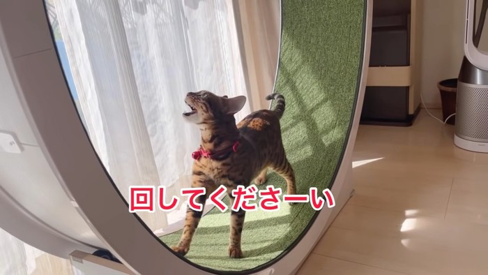 鳴く猫