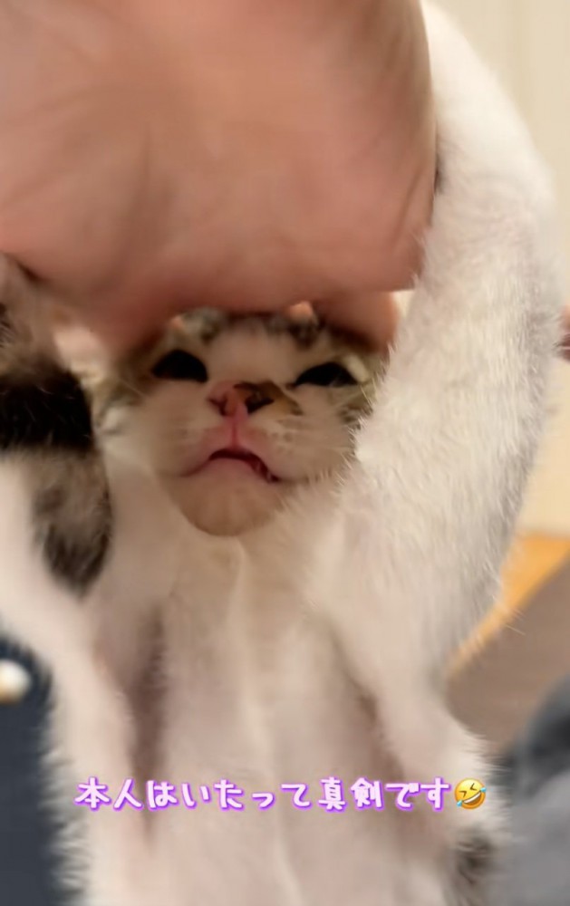 強い力で手を掴む子猫