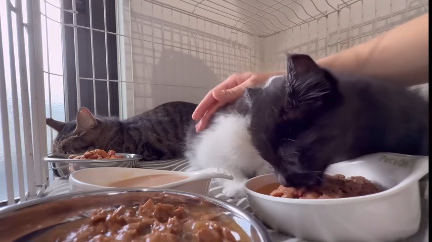 ケージ内ご飯を食べる黒子猫