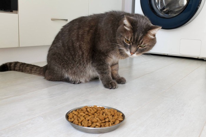 ごはんを見つめる猫