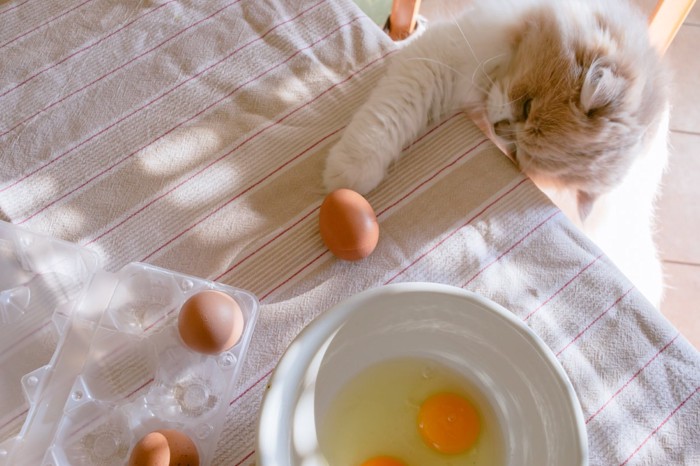机の上の卵を狙っている猫