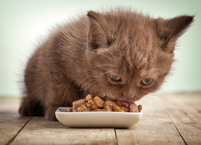 ご飯を食べる猫