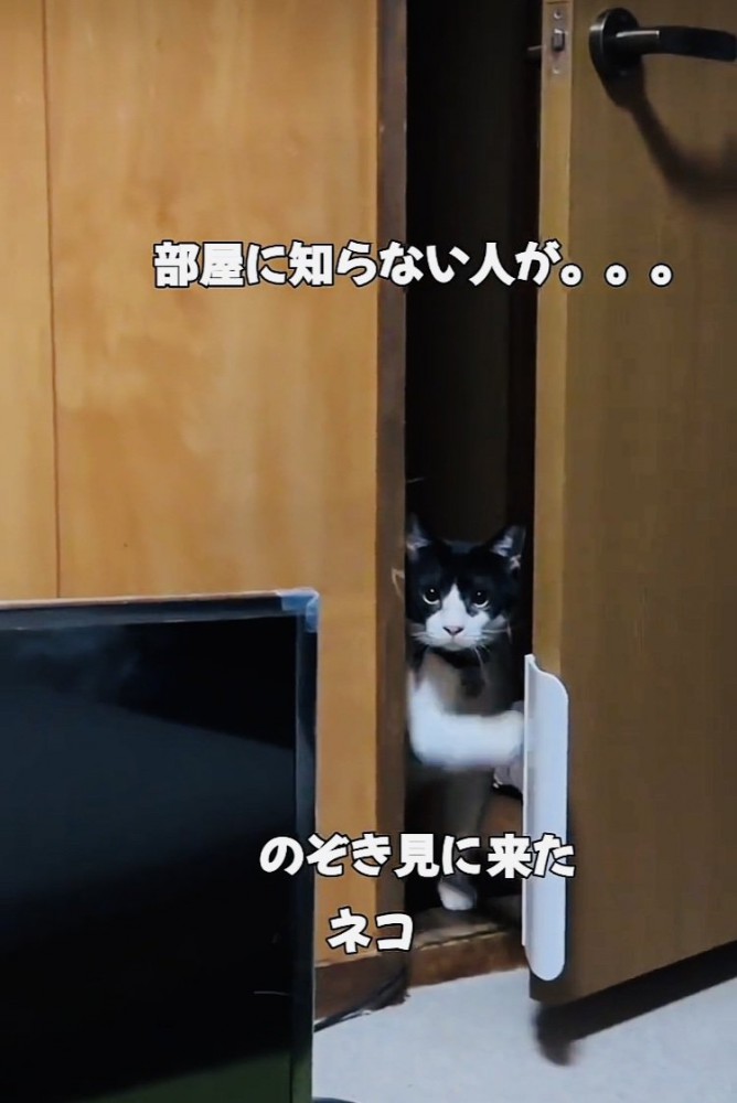 ドアの隙間から部屋の中を覗き見する白黒猫