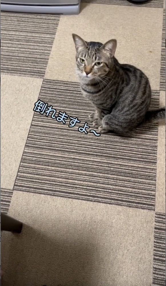 カーペットの上で座る猫