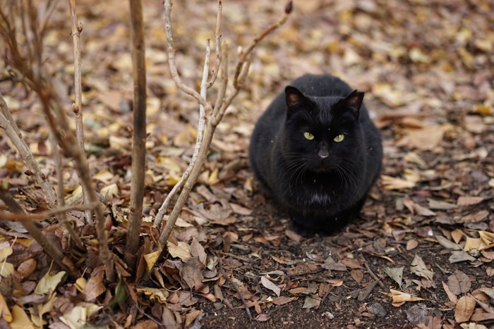 草むらにいる黒猫