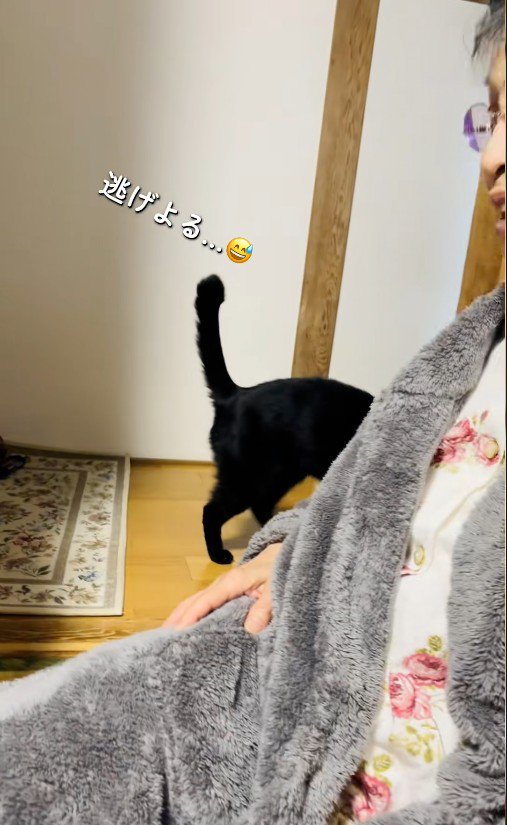 人の後ろに隠れている猫