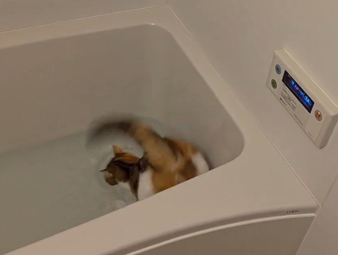 水音を立てて水の中に落ちる猫