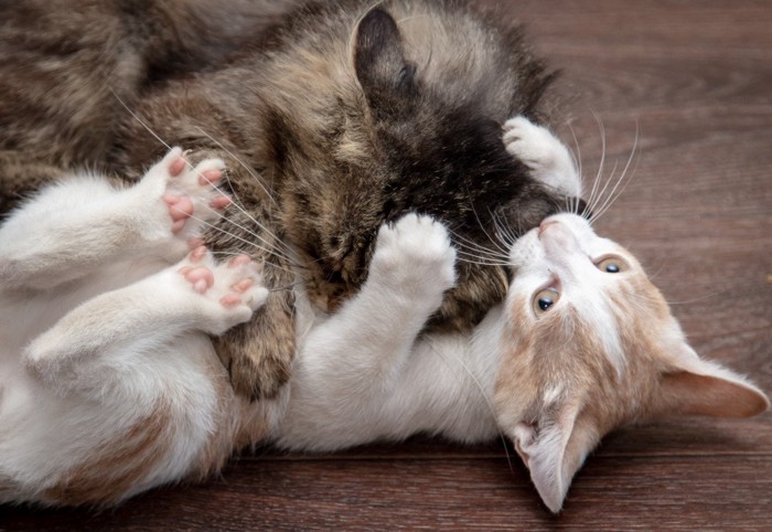 仰向けの猫と耳を噛まれる猫