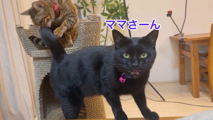 鳴く黒猫