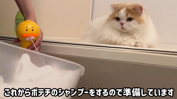 洗面器の中を見つめる猫