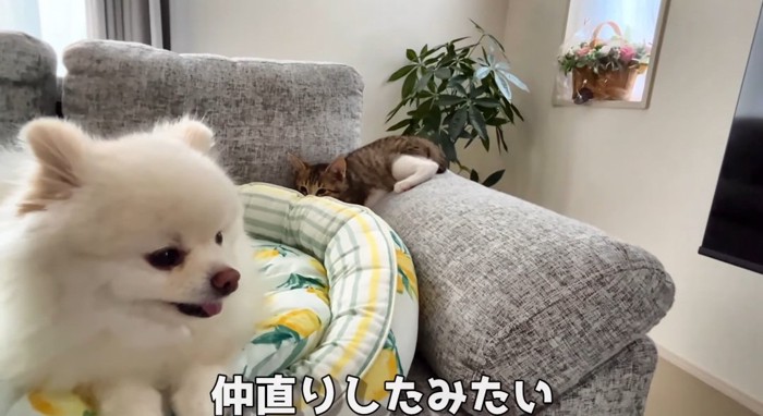 ベッドの上の犬