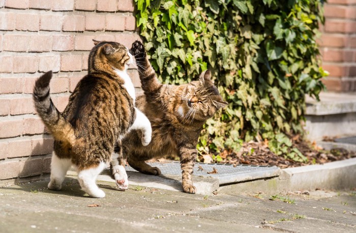 振られた猫と振った猫