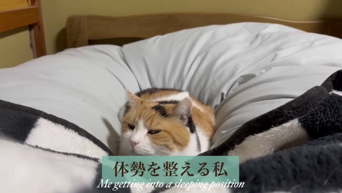 体勢を整える主さん