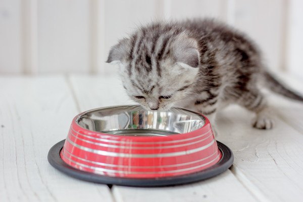 水を飲む子猫