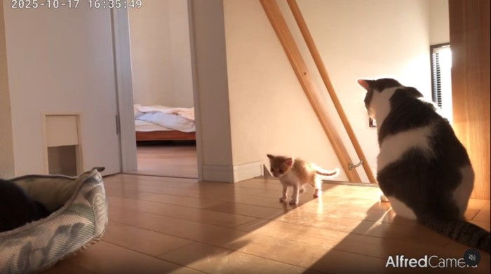 階段から離れる子猫