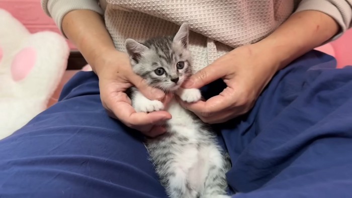 前足を持たれる子猫