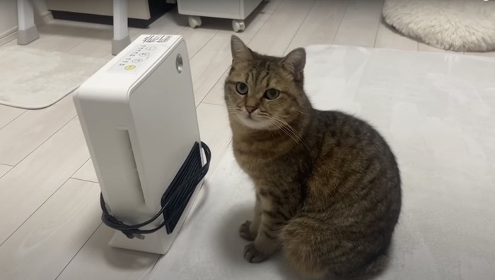 ヒーターの横でこちらを見る猫