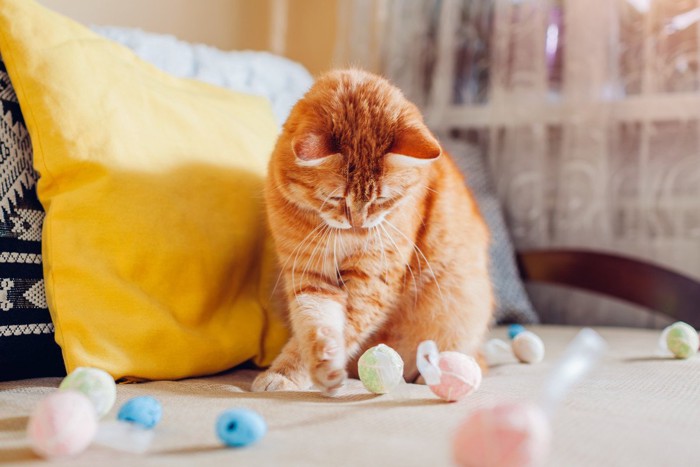 たくさんのボールを自分で転がす猫