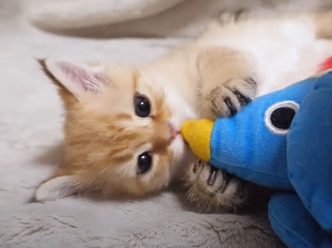おもちゃで遊ぶ子猫