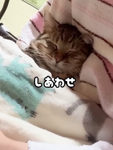 毛布をかけて寝る猫