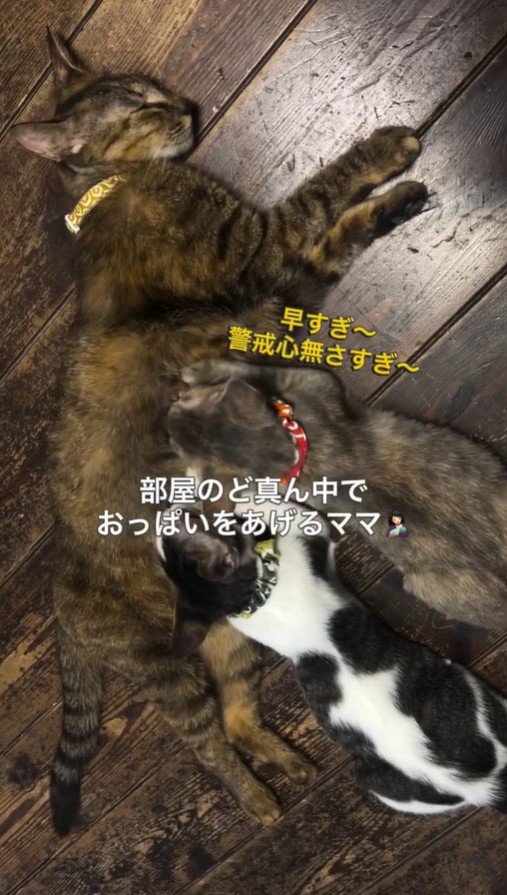子猫たちに乳を飲ませる母猫