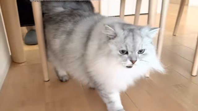 逃げる猫