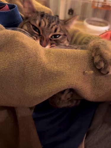 人の腕を噛む猫