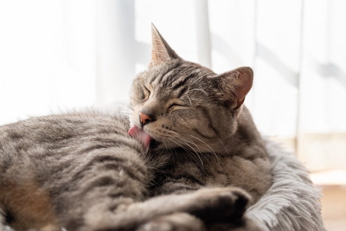 毛繕いするサバトラ猫