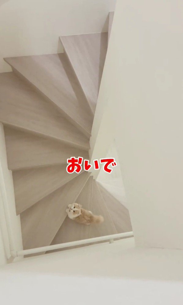 階段下にいる猫