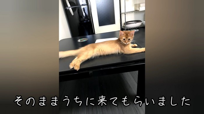 テーブルの上に乗る子猫