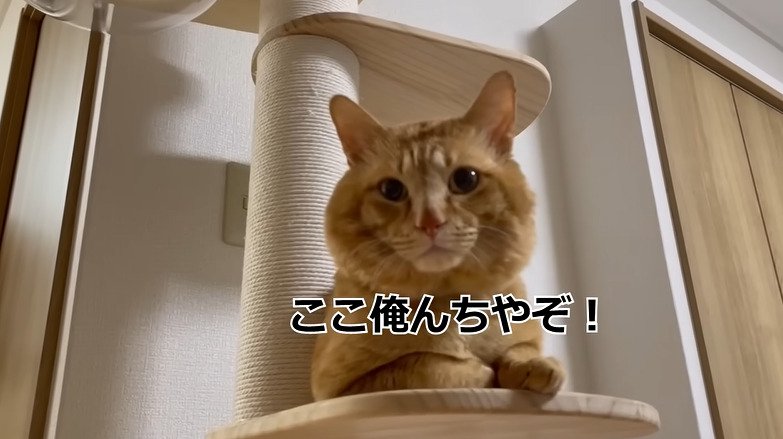 カメラの方を見る茶トラ猫